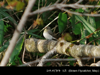 bird25: image 1 0f 6