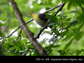bird07: image 1 0f 6