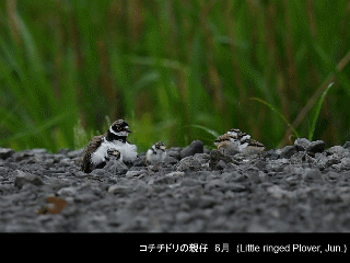 bird13: image 1 0f 6