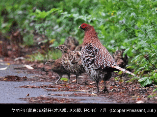 bird19: image 1 0f 6