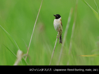 bird25: image 1 0f 6