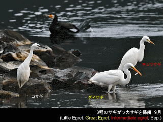 bird07: image 1 0f 6