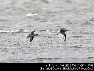 bird13: image 1 0f 6