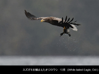 bird19: image 1 0f 6
