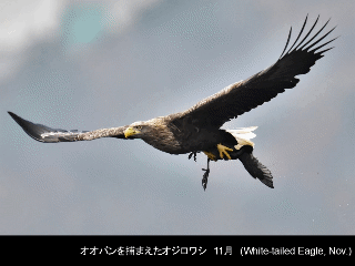 bird25: image 1 0f 6