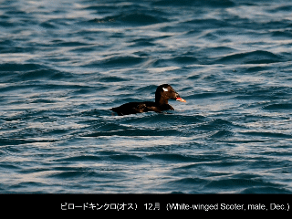 bird07: image 1 0f 6