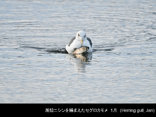 bird13: image 1 0f 6