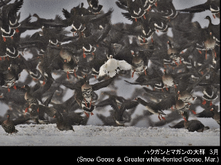 bird19: image 1 0f 6