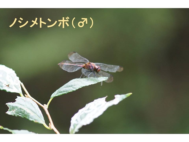 insect11: image 1 0f 8
